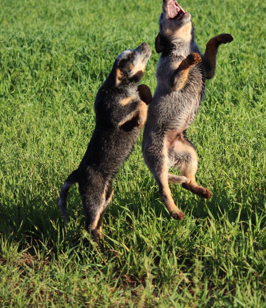 chiot Bouvier australien Du Second Souffle