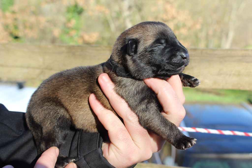 Du Second Souffle - Chiot disponible  - Berger Belge