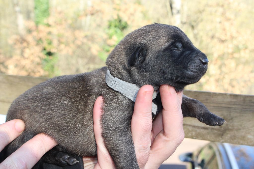 Du Second Souffle - Chiot disponible  - Berger Belge