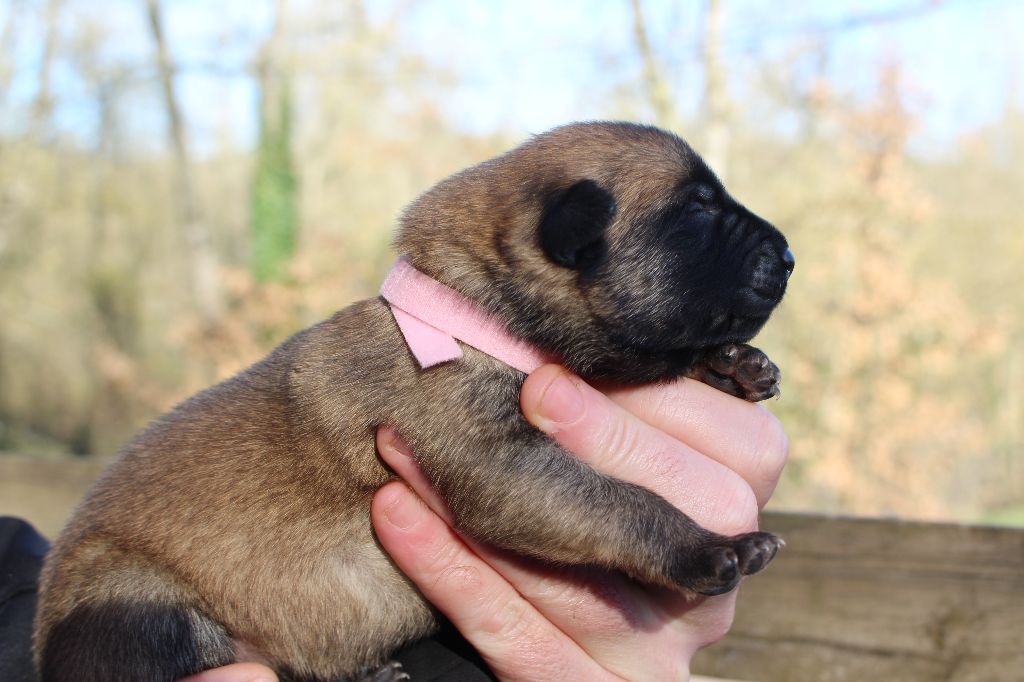 Du Second Souffle - Chiot disponible  - Berger Belge