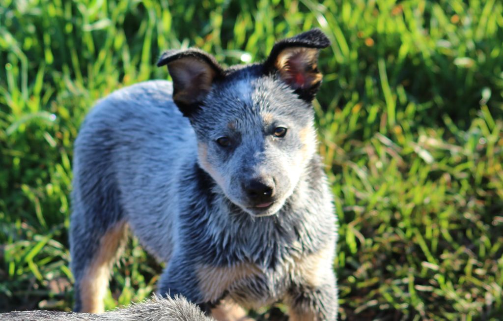 Du Second Souffle - Chiot disponible  - Bouvier australien