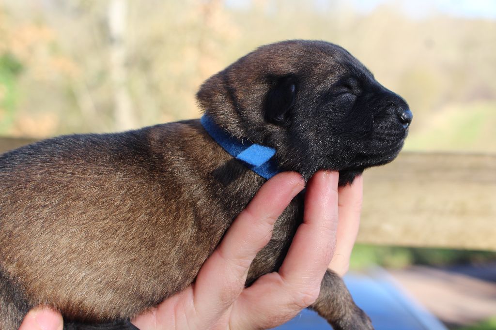 Du Second Souffle - Chiot disponible  - Berger Belge