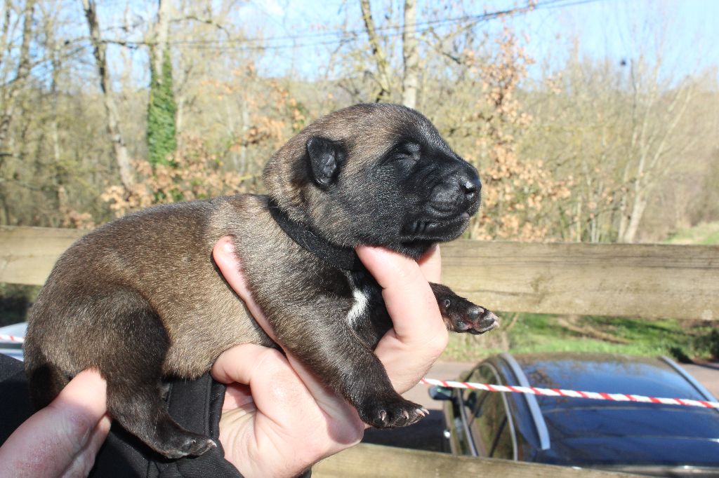 Du Second Souffle - Chiot disponible  - Berger Belge