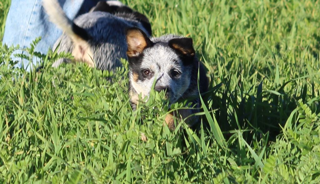 Du Second Souffle - Chiot disponible  - Bouvier australien