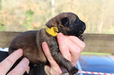 Femelle Collier Jaune