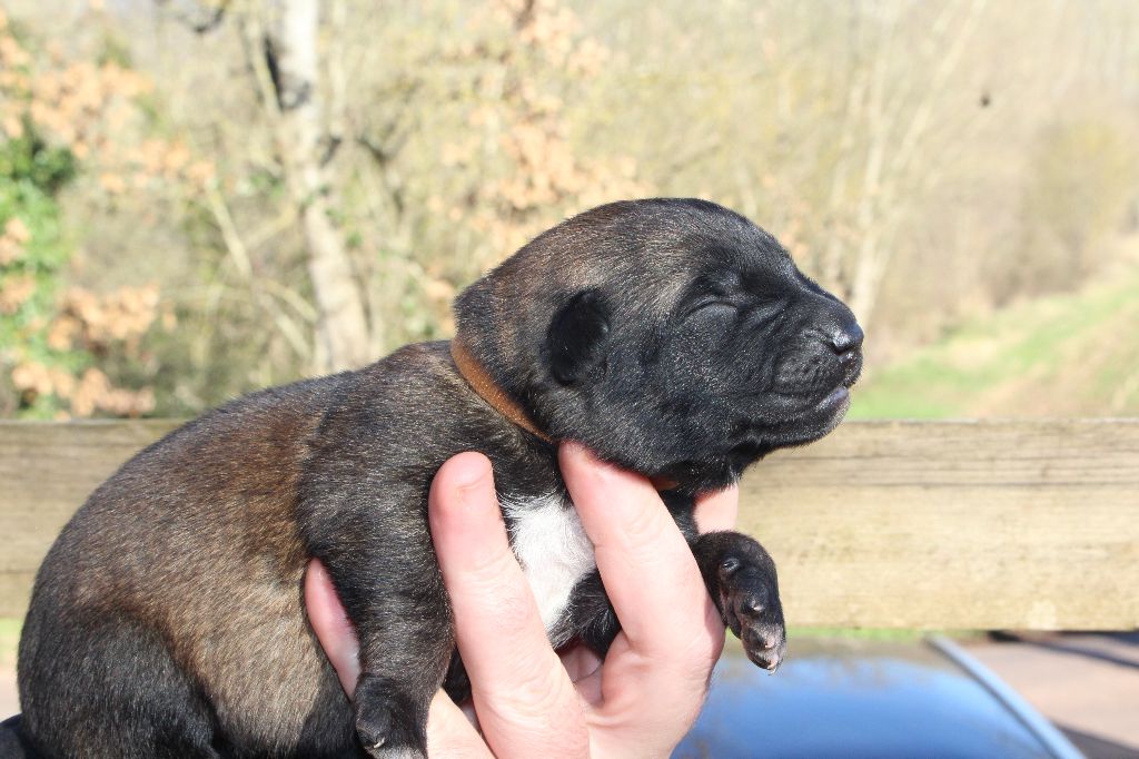 Du Second Souffle - Chiot disponible  - Berger Belge