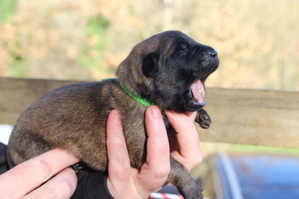 Du Second Souffle - Chiot disponible  - Berger Belge