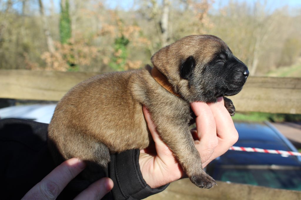 Du Second Souffle - Chiot disponible  - Berger Belge