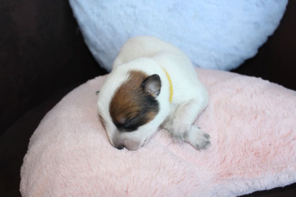 Du Second Souffle - Chiots disponibles - Bouvier australien