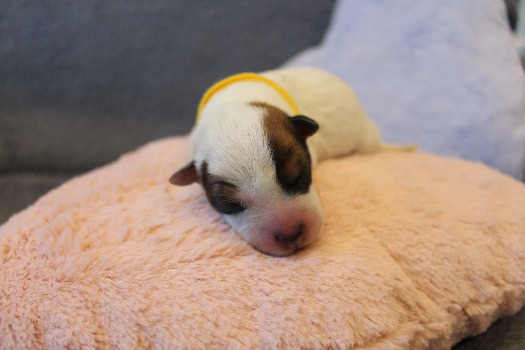 Du Second Souffle - Chiots disponibles - Bouvier australien