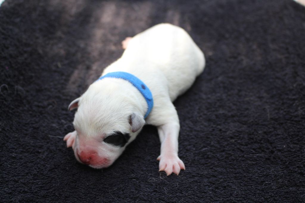 Du Second Souffle - Chiots disponibles - Bouvier australien