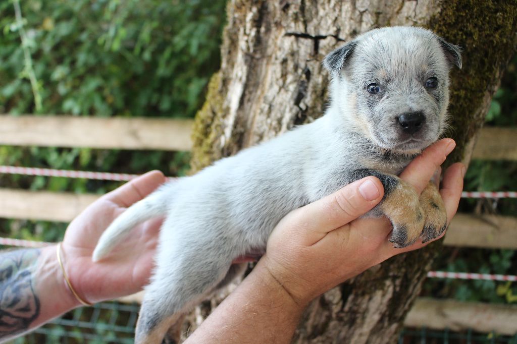 Du Second Souffle - Chiots disponibles - Bouvier australien