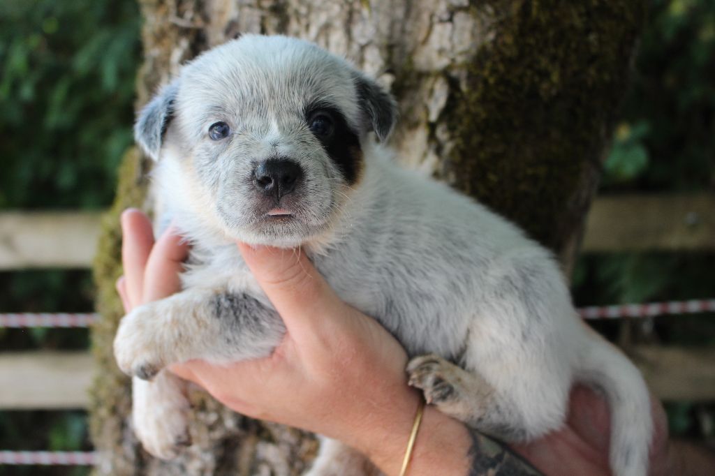 Du Second Souffle - Chiots disponibles - Bouvier australien