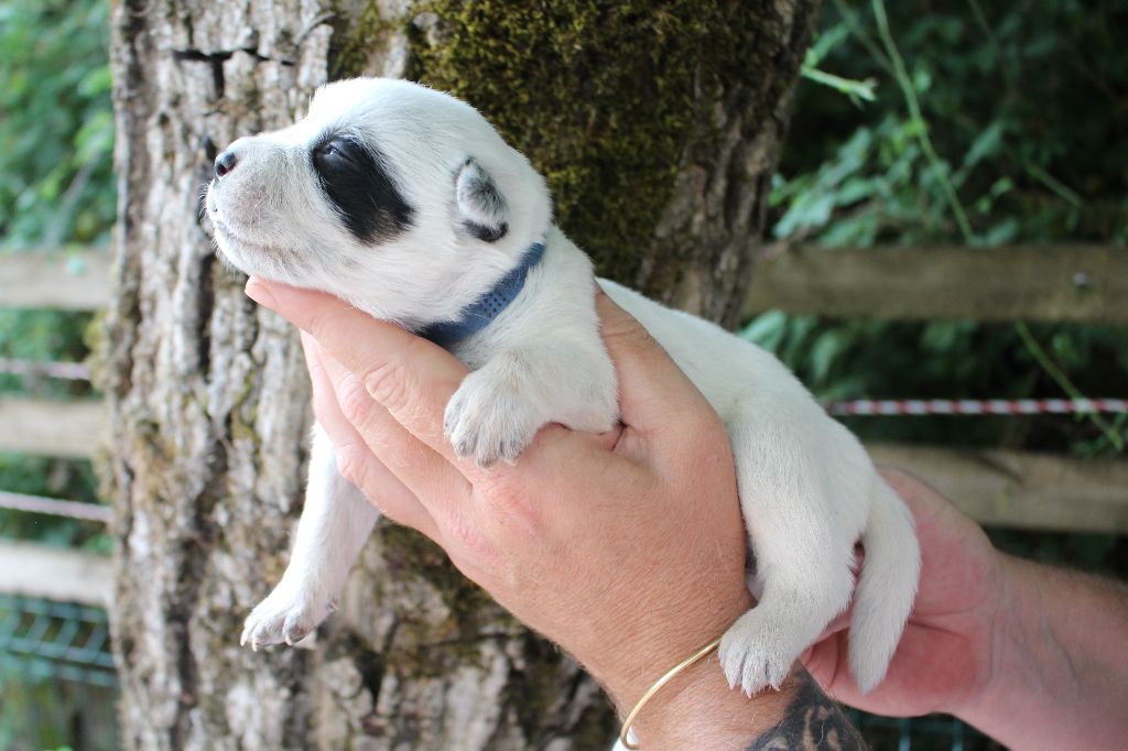 Du Second Souffle - Chiots disponibles - Bouvier australien