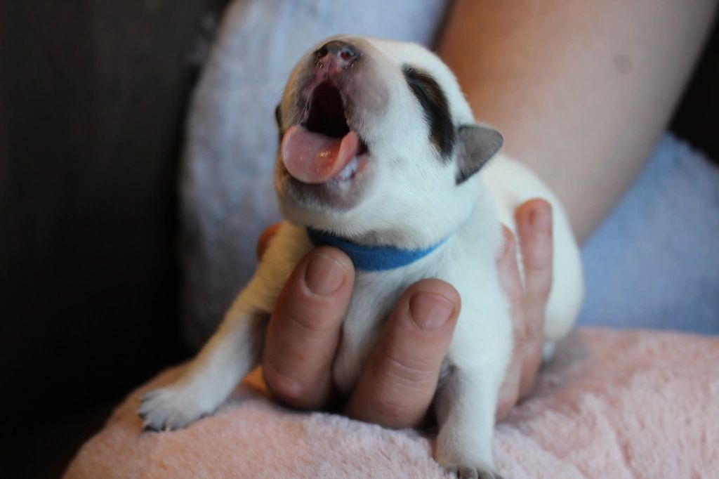 Du Second Souffle - Chiots disponibles - Bouvier australien