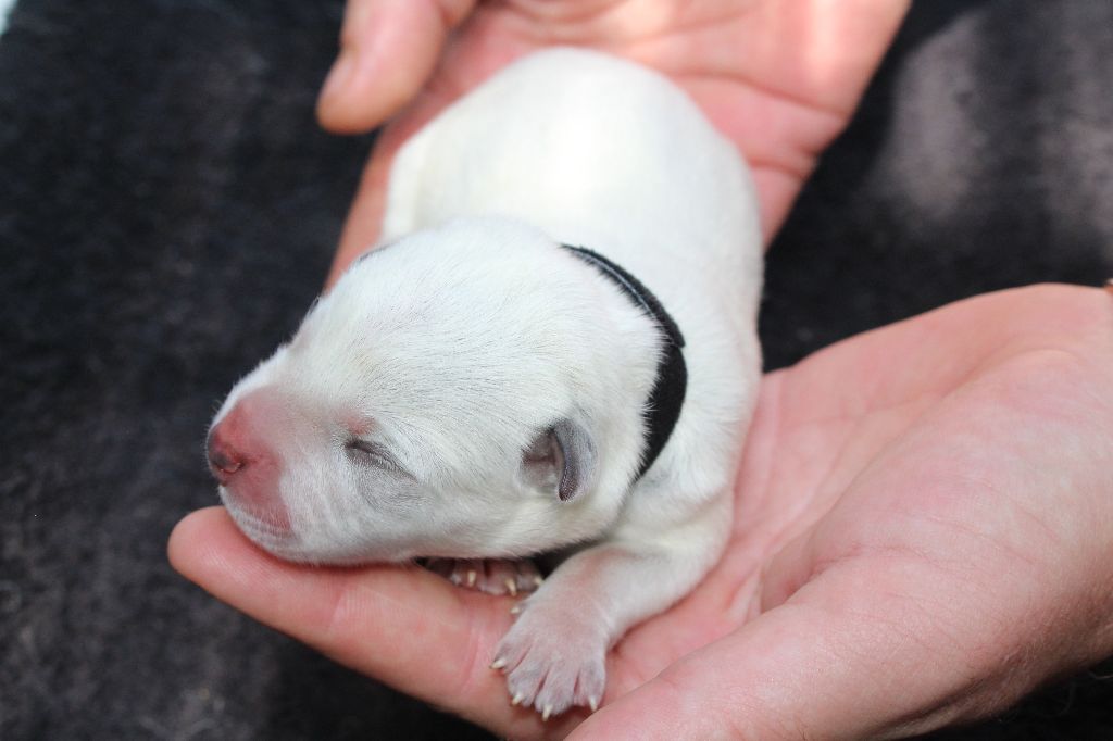Du Second Souffle - Chiots disponibles - Bouvier australien