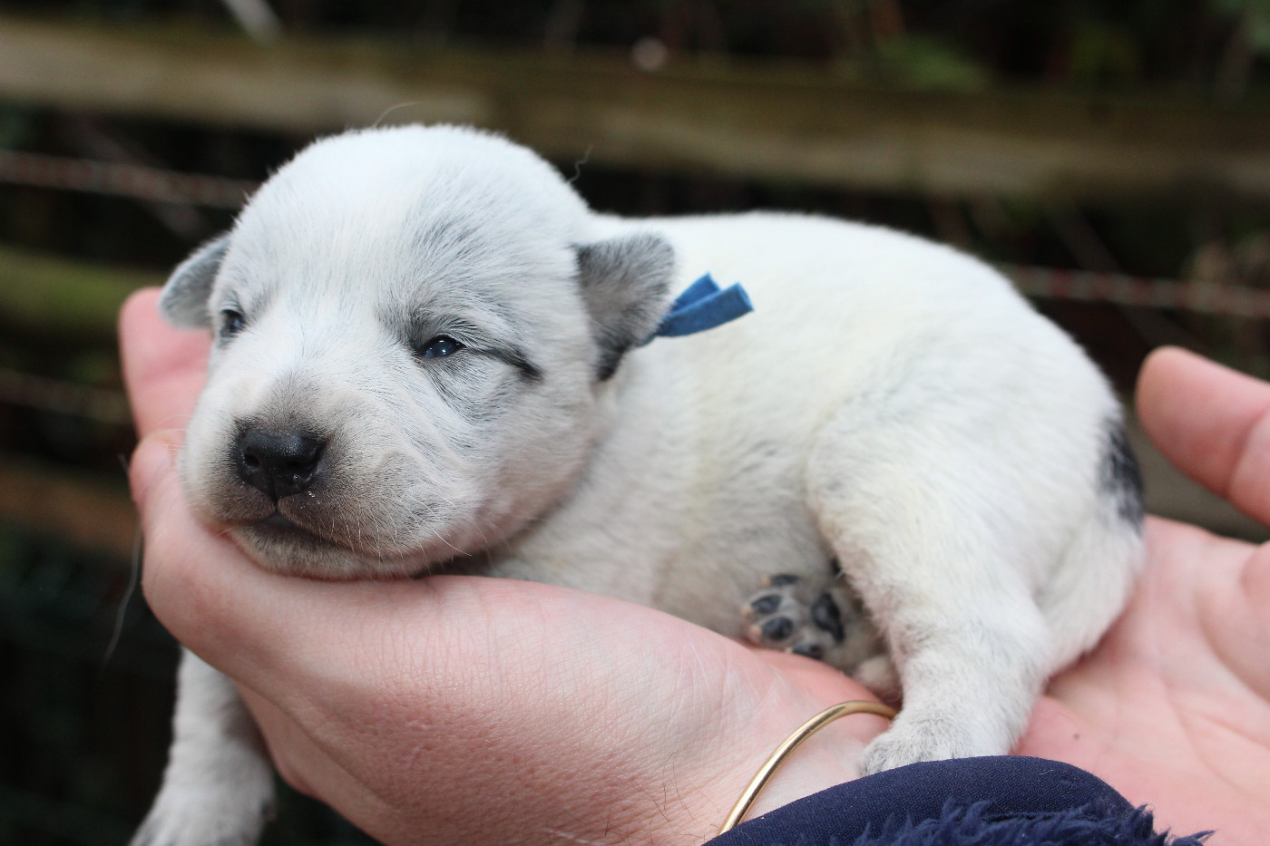 Du Second Souffle - Chiots disponibles - Bouvier australien