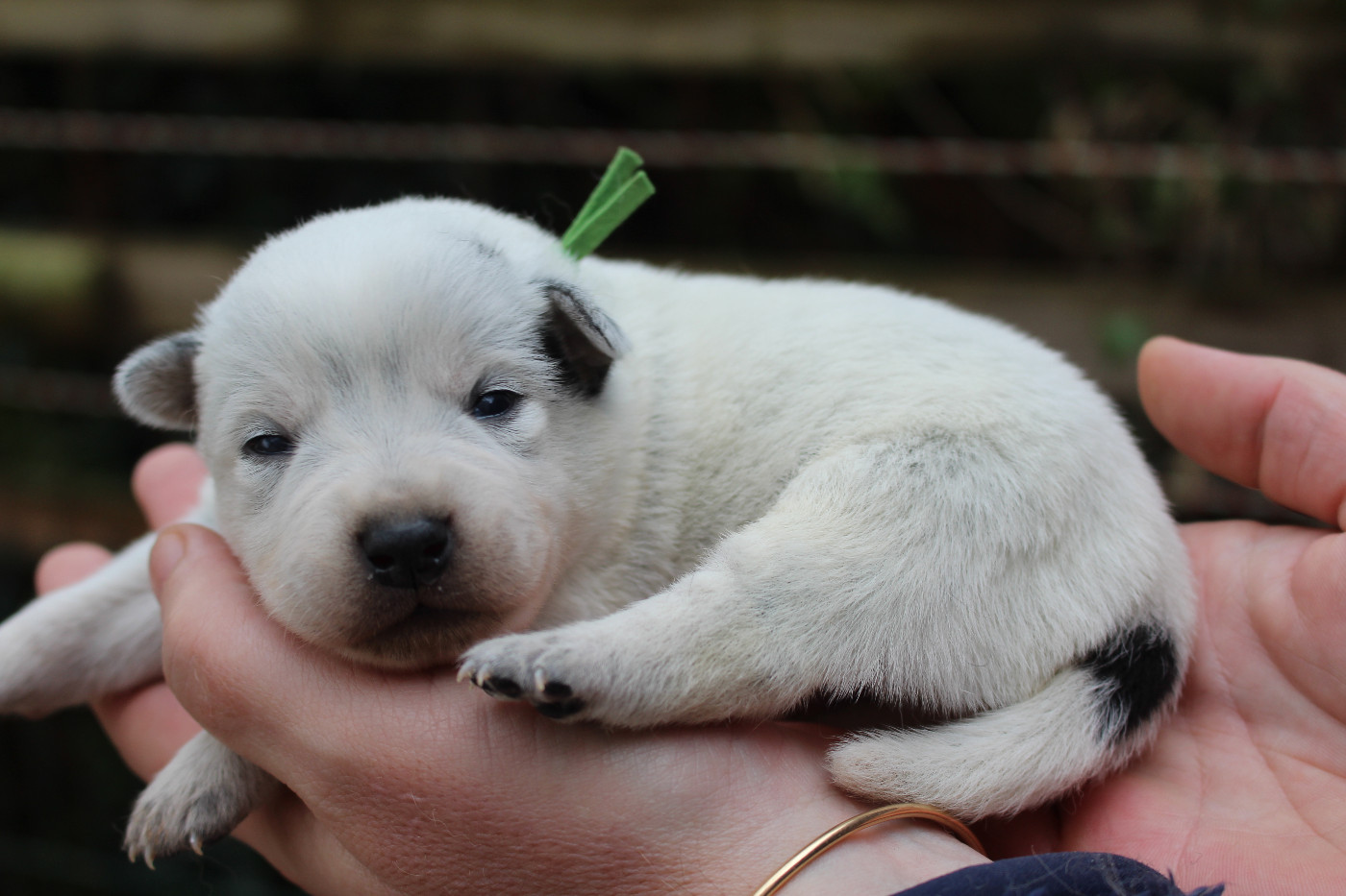 Du Second Souffle - Chiots disponibles - Bouvier australien