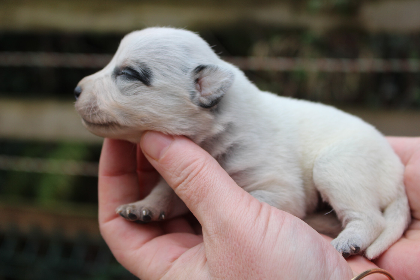 Du Second Souffle - Chiots disponibles - Bouvier australien