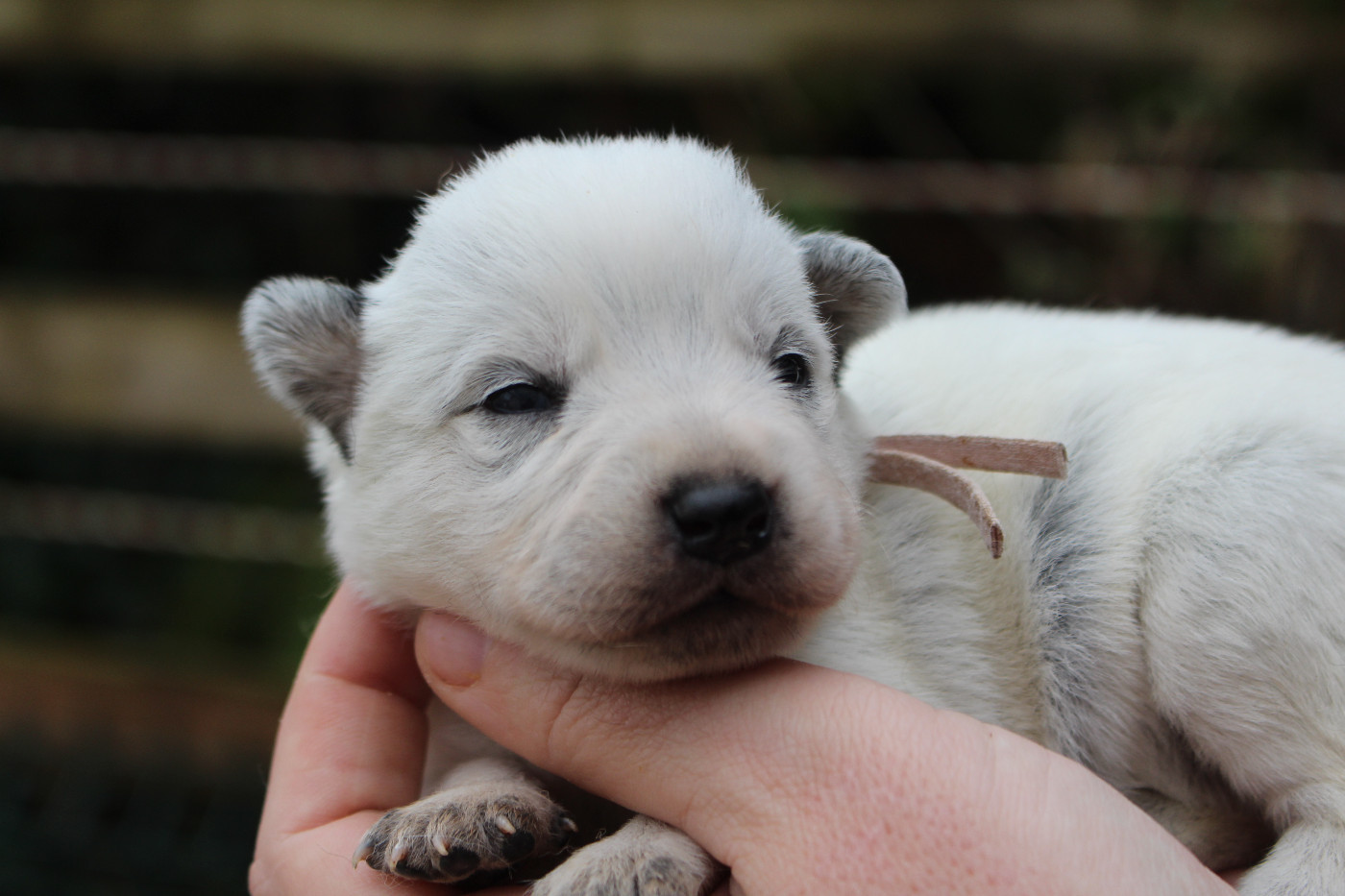 Du Second Souffle - Chiots disponibles - Bouvier australien