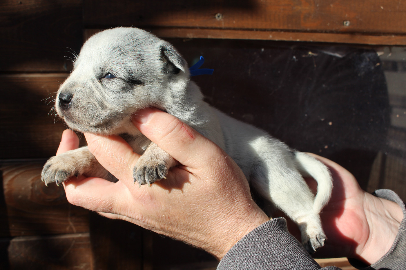 Du Second Souffle - Chiots disponibles - Bouvier australien