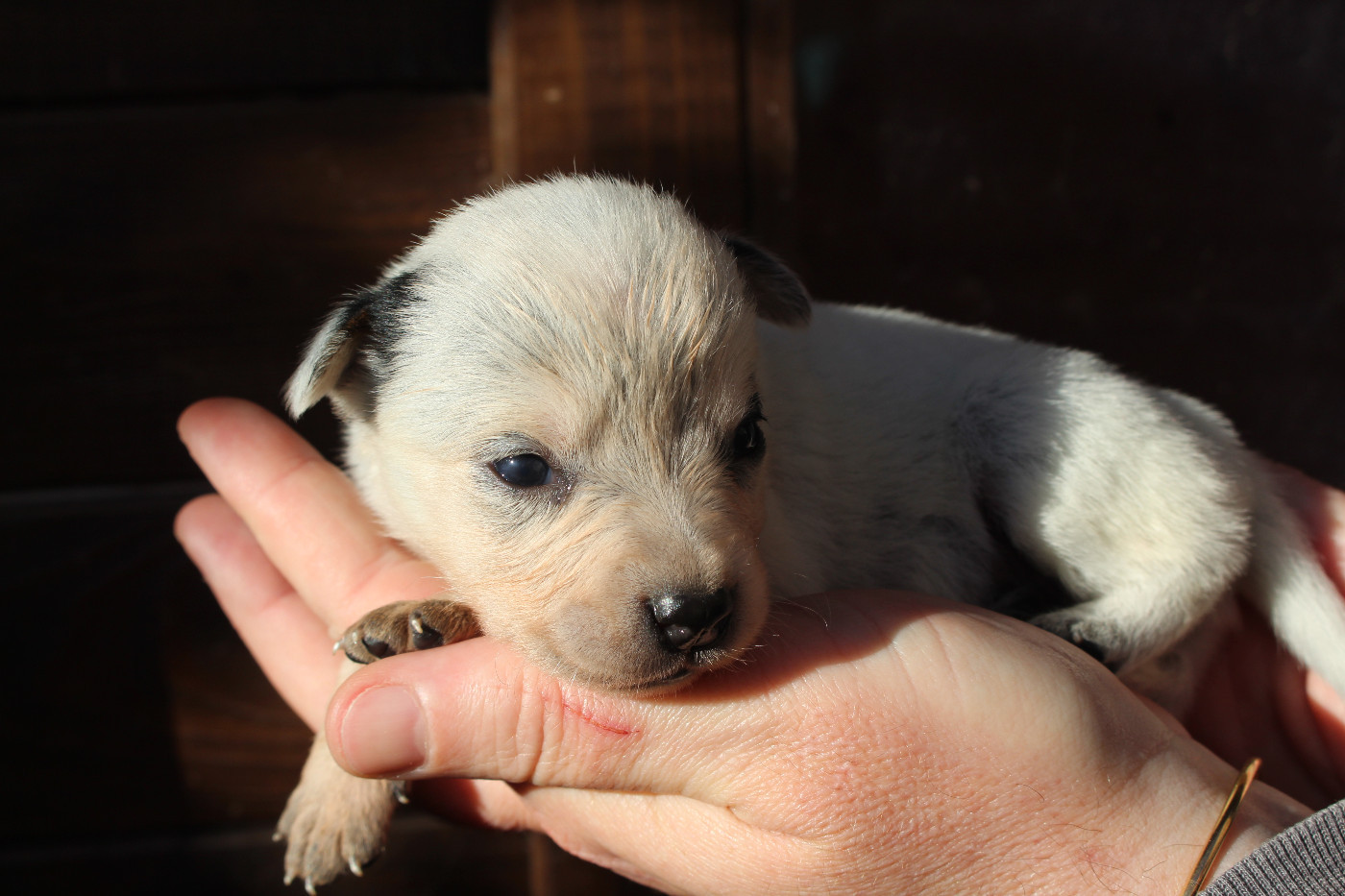 Du Second Souffle - Chiots disponibles - Bouvier australien