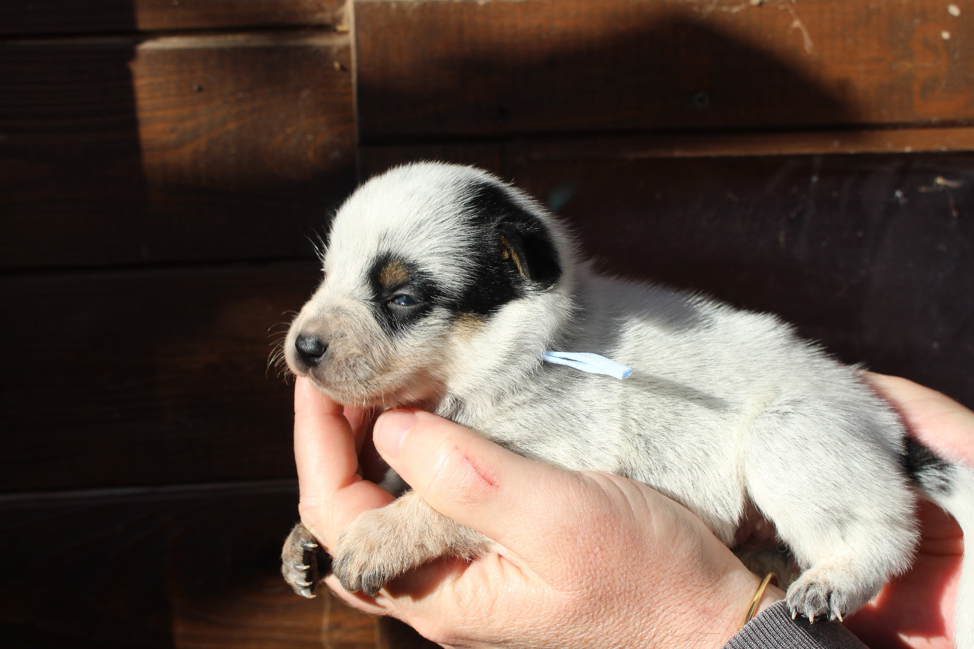 Du Second Souffle - Chiots disponibles - Bouvier australien