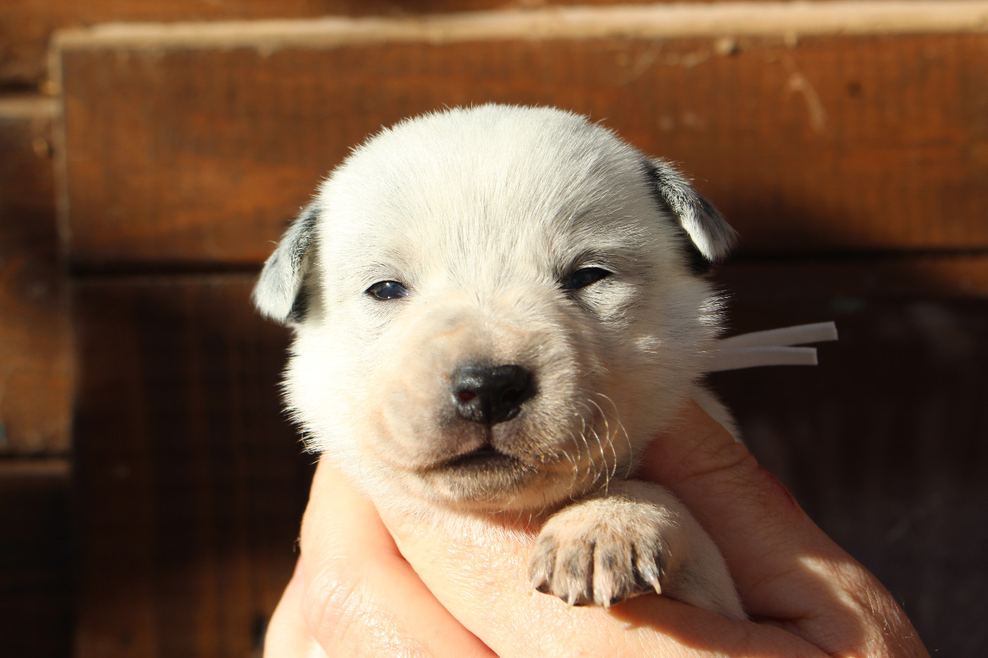 Du Second Souffle - Chiots disponibles - Bouvier australien