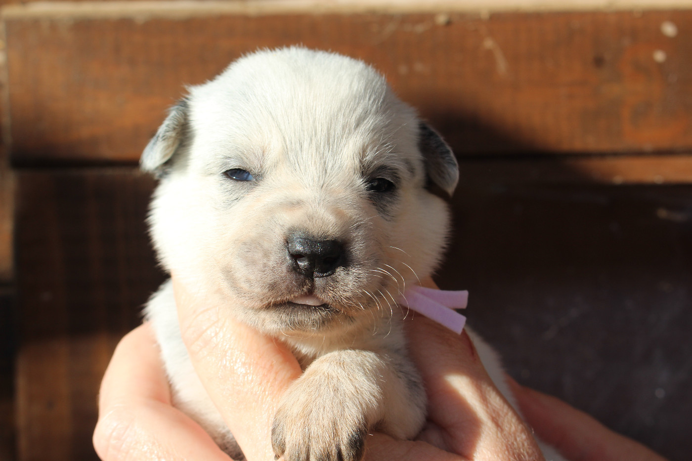 Du Second Souffle - Chiots disponibles - Bouvier australien