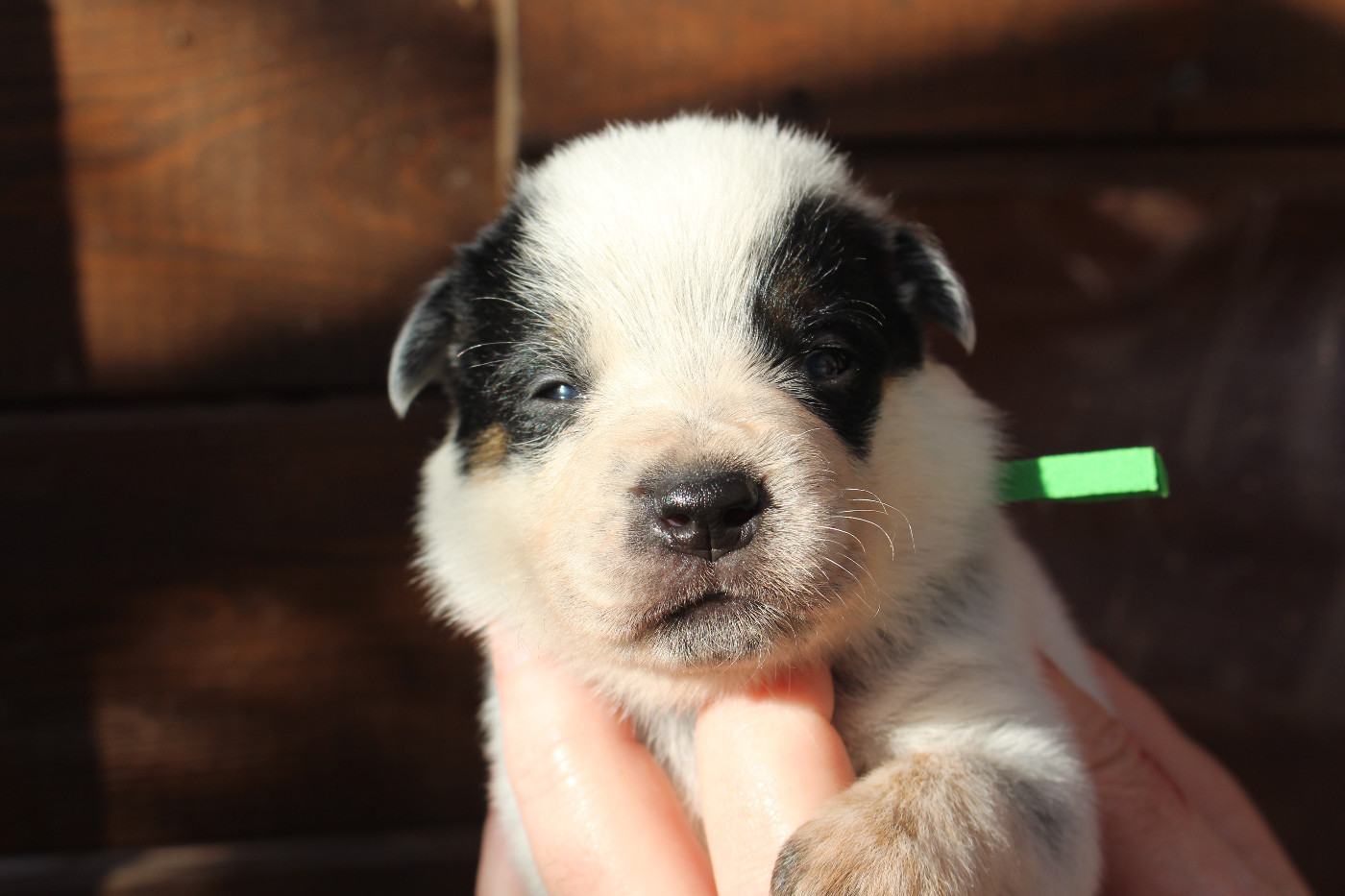 Du Second Souffle - Chiots disponibles - Bouvier australien