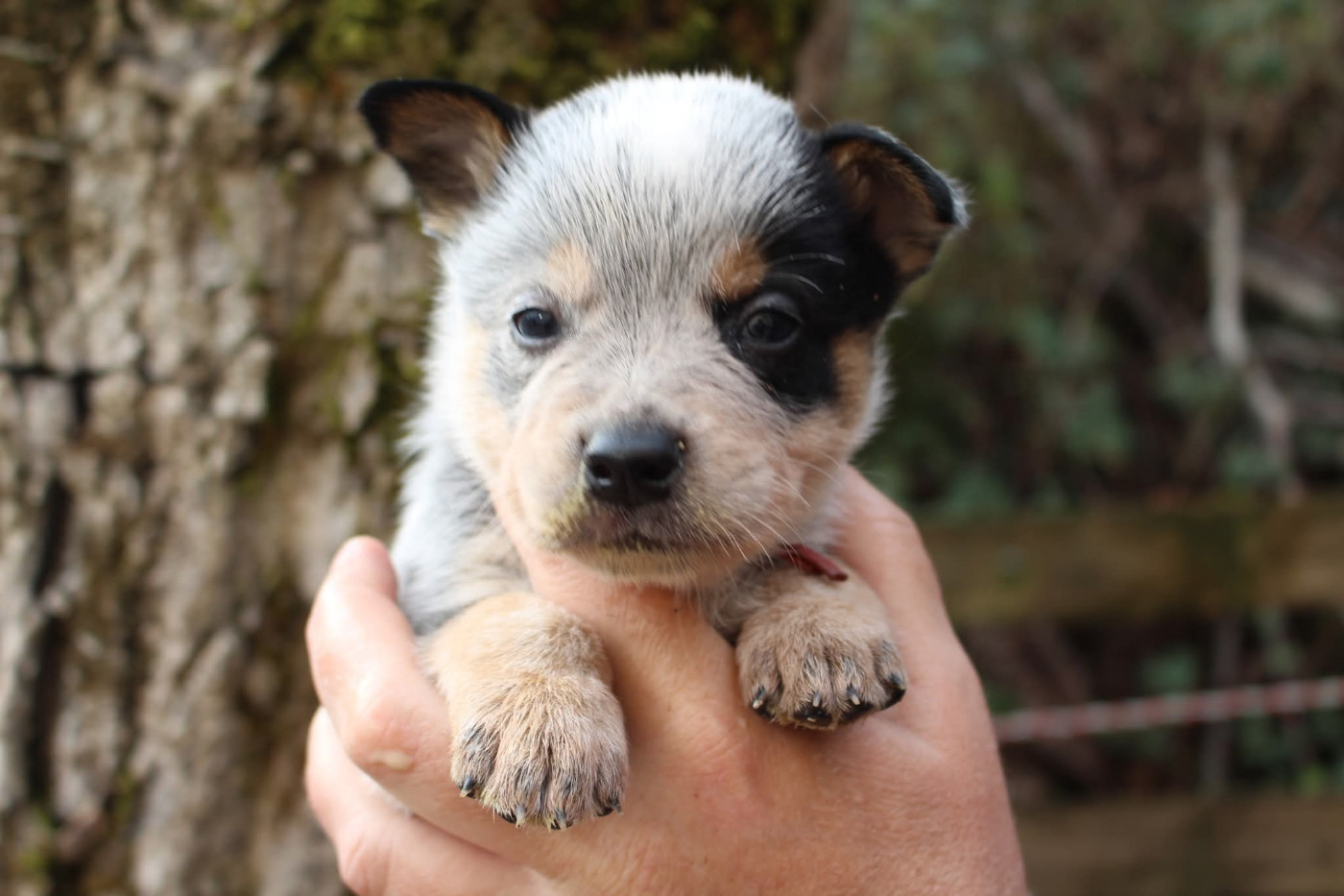 Du Second Souffle - Chiots disponibles - Bouvier australien