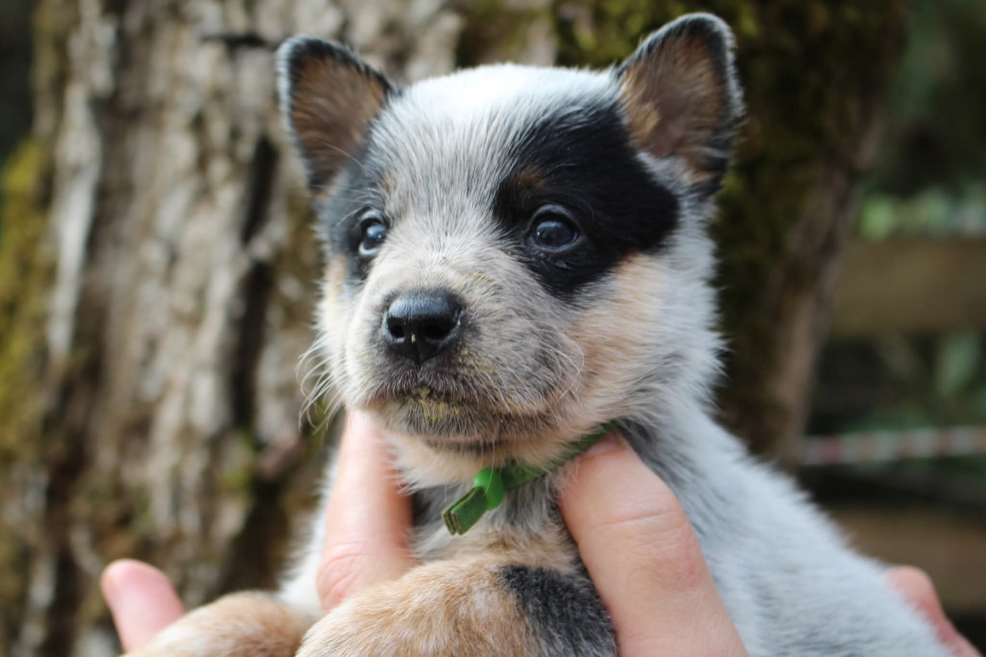 Du Second Souffle - Chiots disponibles - Bouvier australien