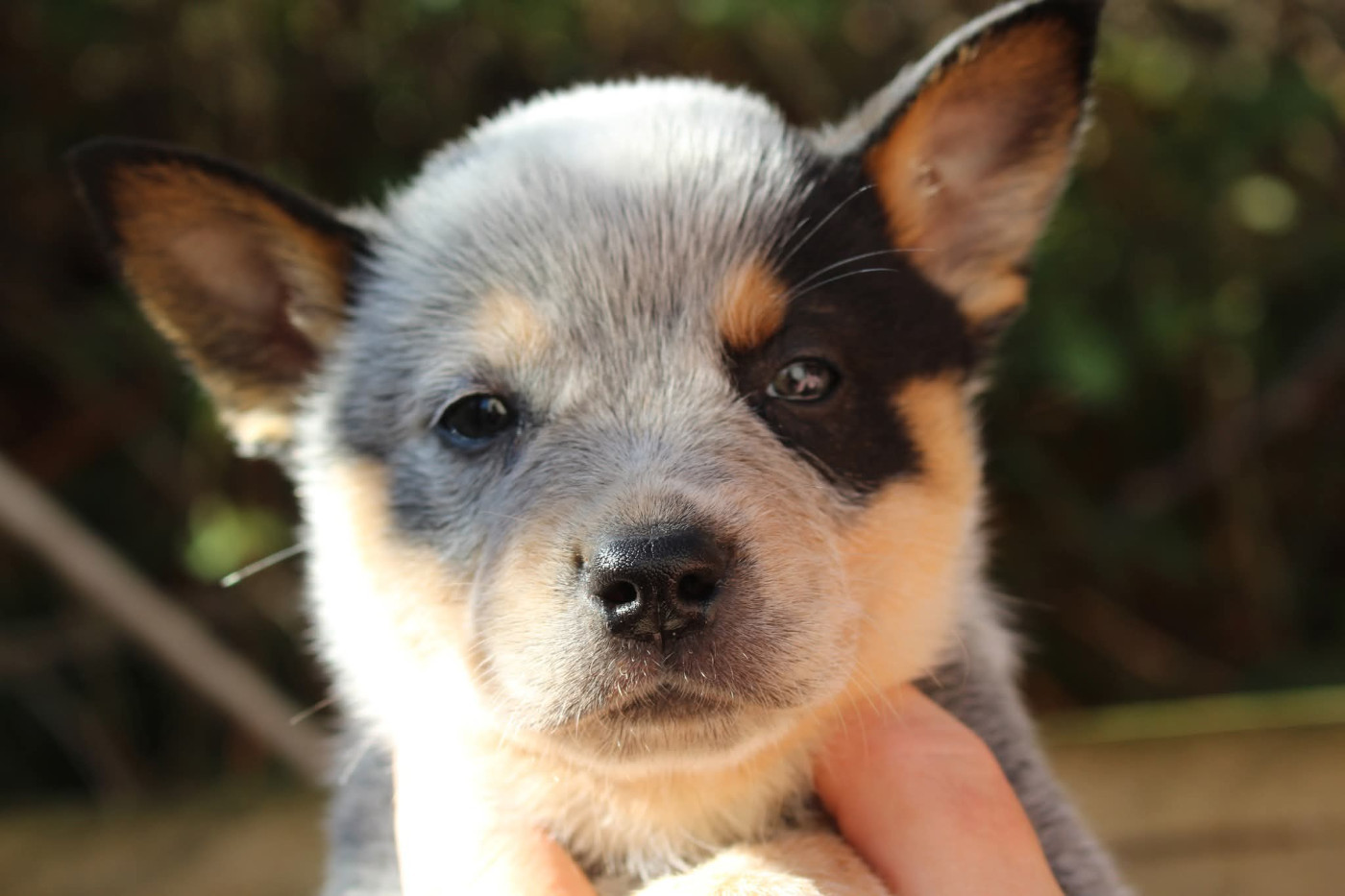 Du Second Souffle - Chiots disponibles - Bouvier australien