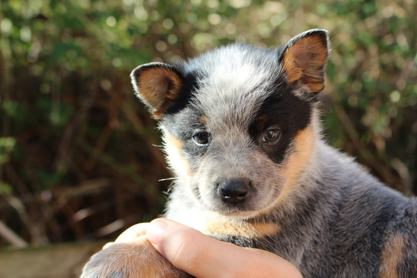 Du Second Souffle - Chiots disponibles - Bouvier australien