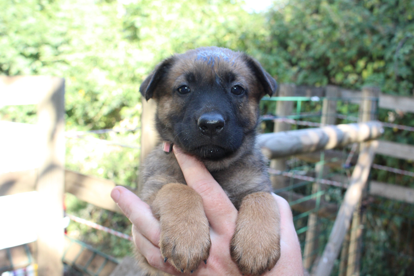 Du Second Souffle - Chiots disponibles - Berger Belge