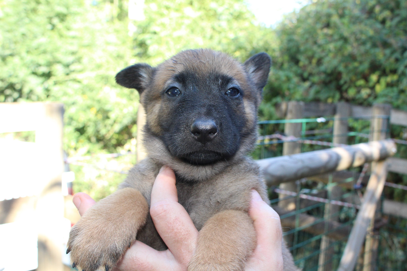 Du Second Souffle - Chiots disponibles - Berger Belge