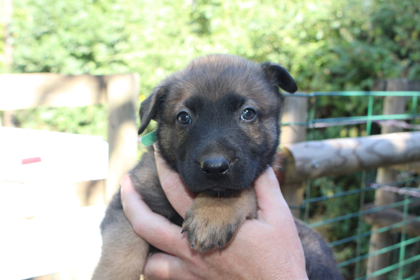 Du Second Souffle - Chiots disponibles - Berger Belge