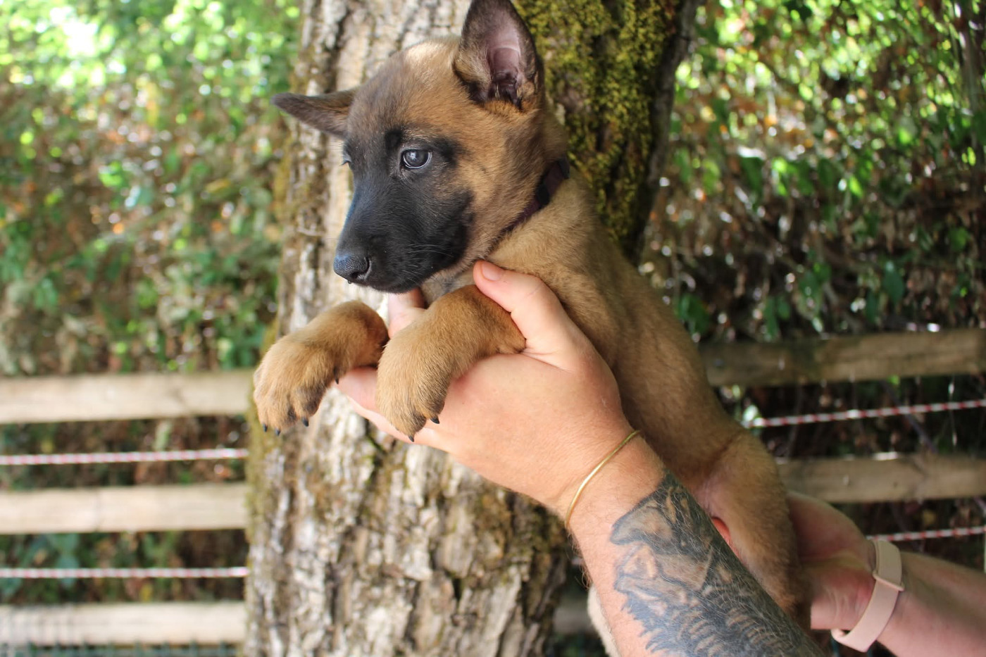 Du Second Souffle - Chiots disponibles - Berger Belge