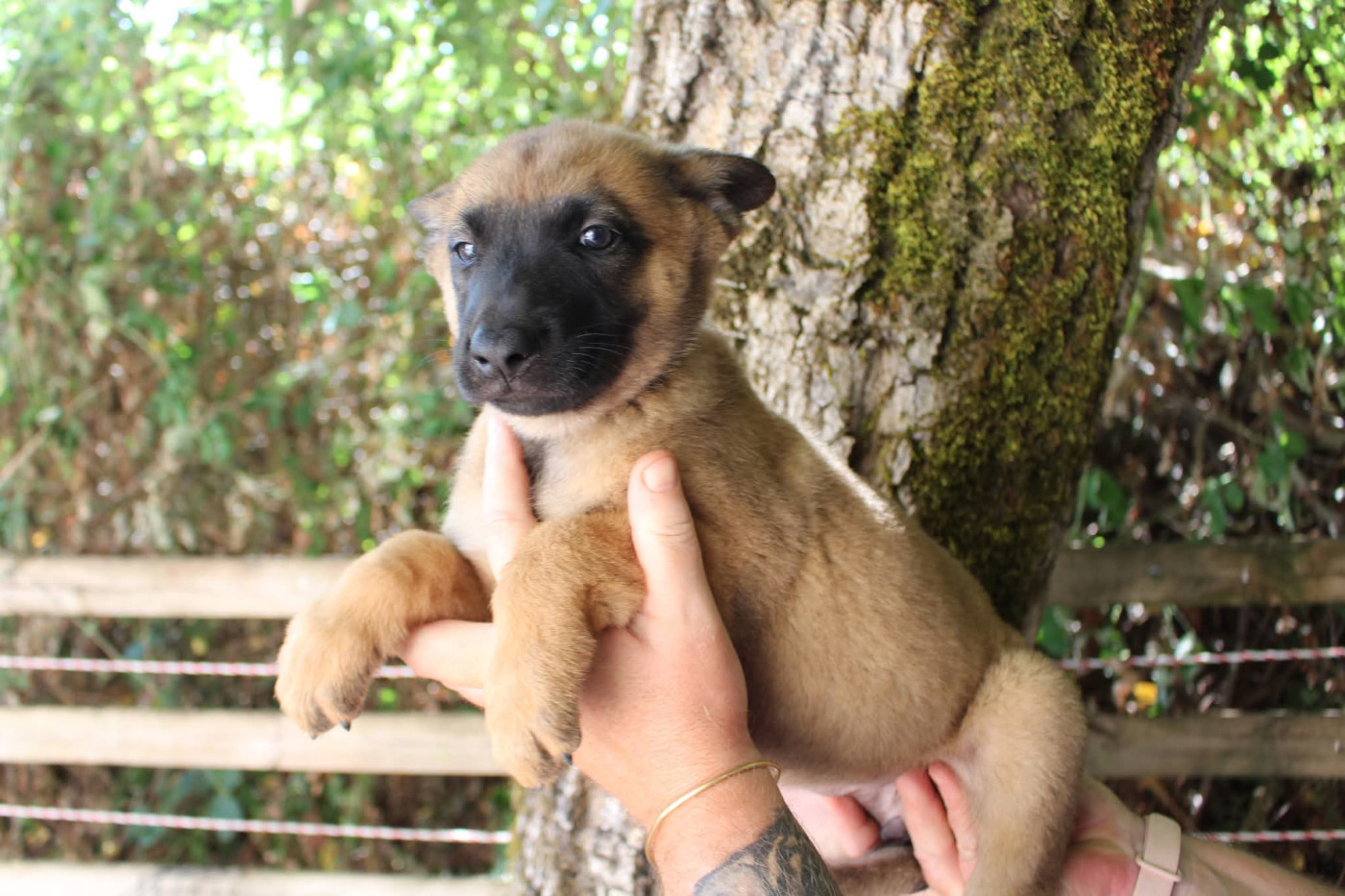 Du Second Souffle - Chiots disponibles - Berger Belge