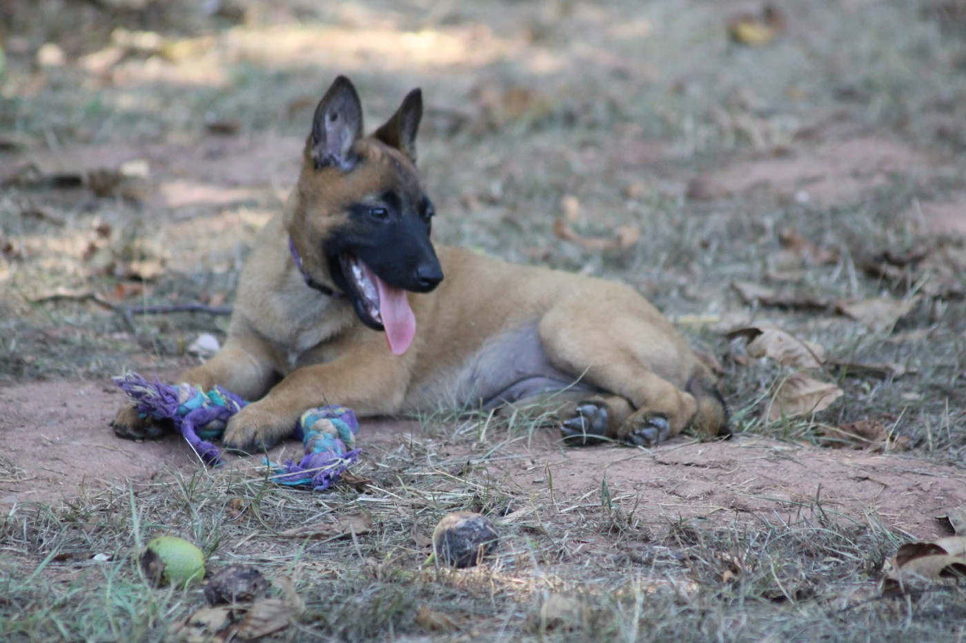 Du Second Souffle - Chiots disponibles - Berger Belge