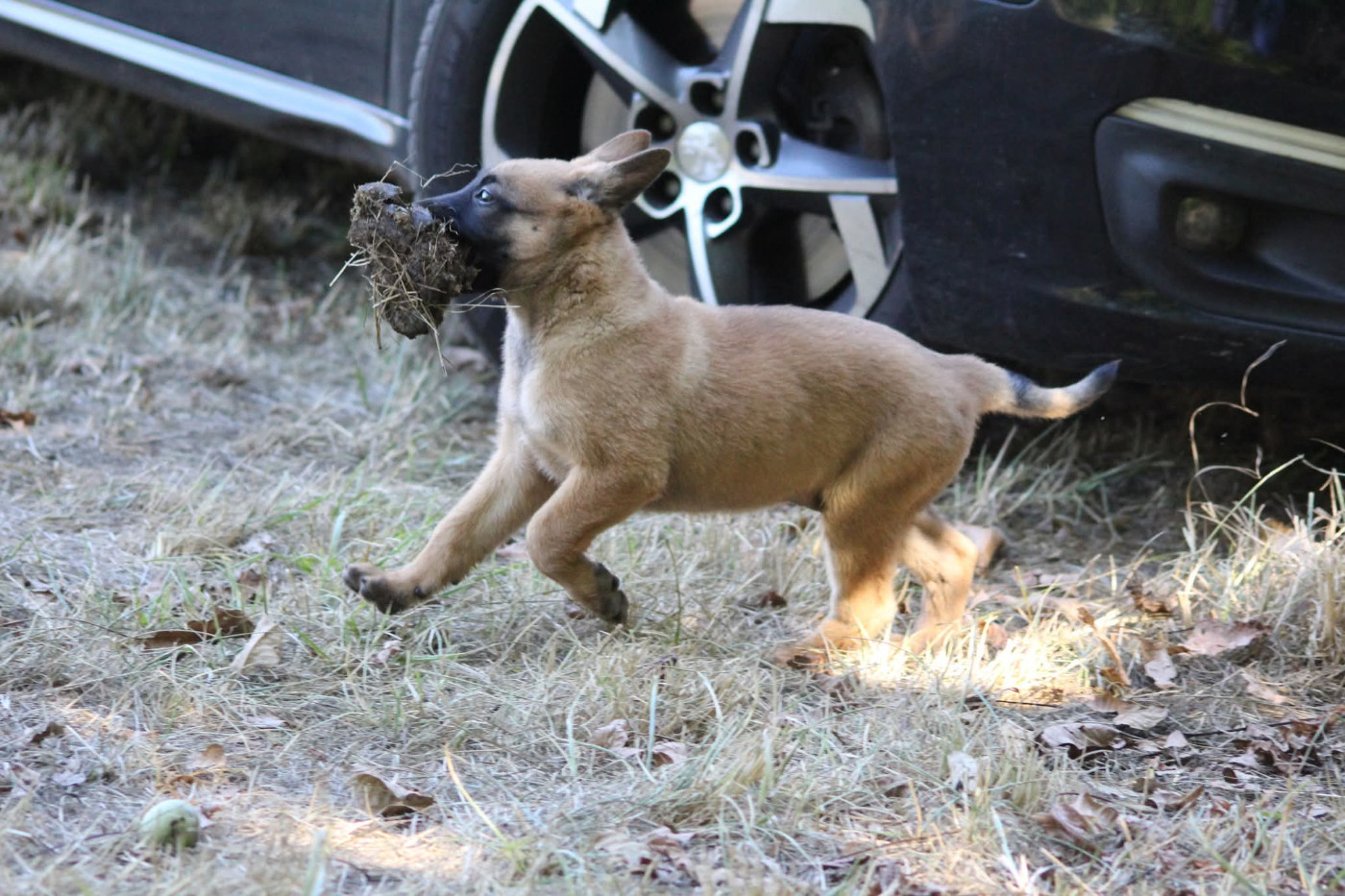 Du Second Souffle - Chiots disponibles - Berger Belge