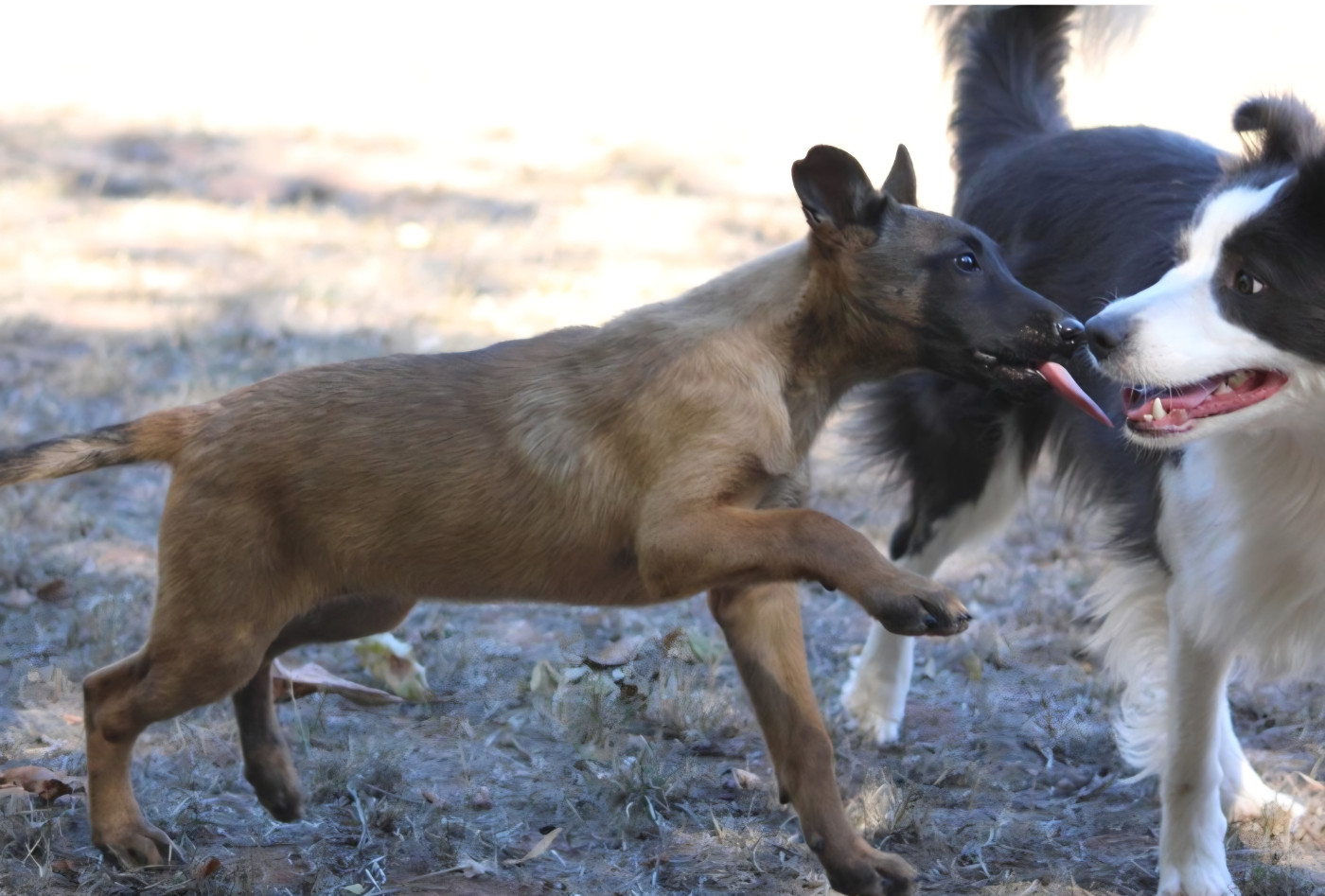 Du Second Souffle - Chiots disponibles - Berger Belge