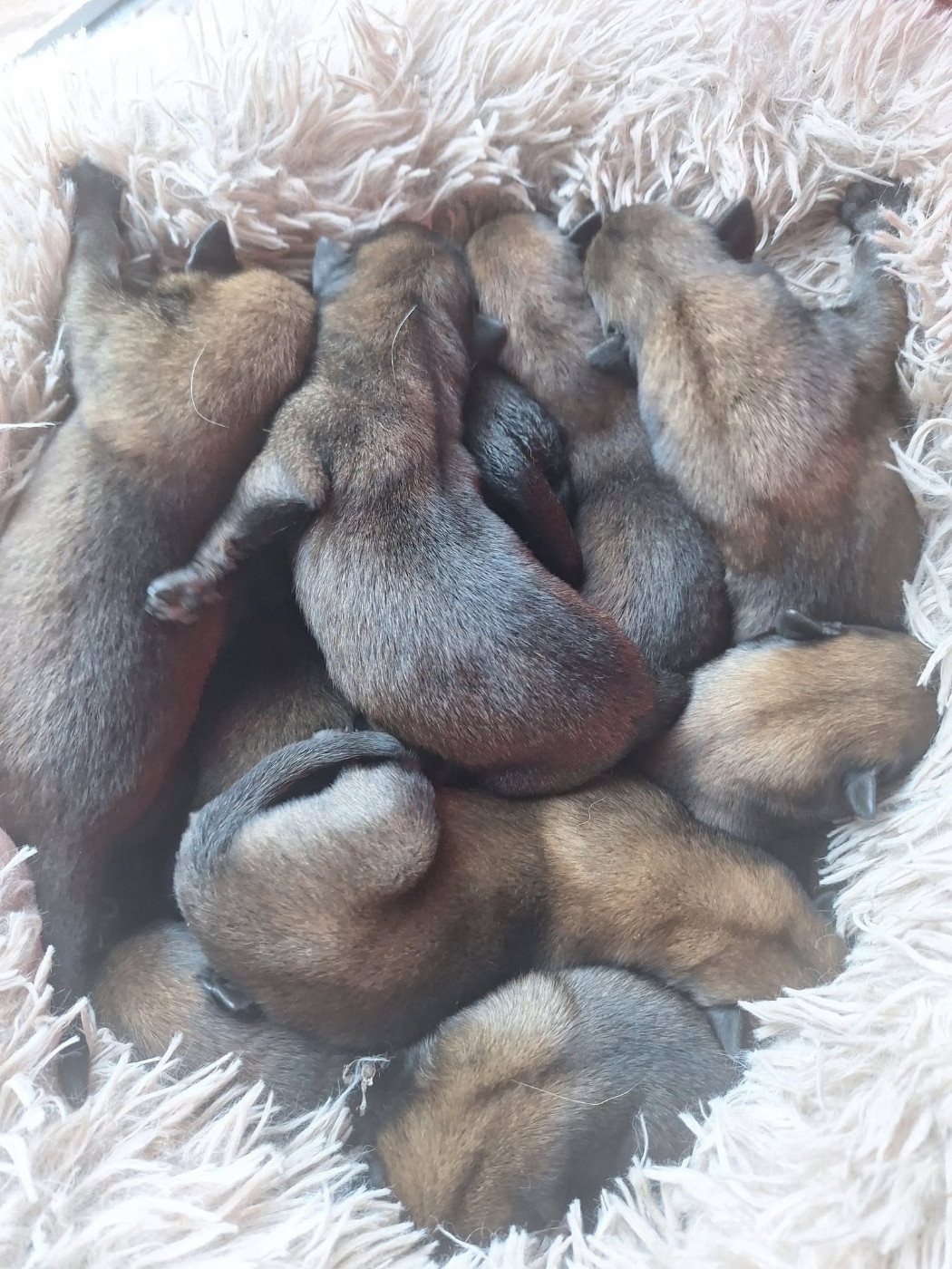 Du Second Souffle - Chiots disponibles - Berger Belge