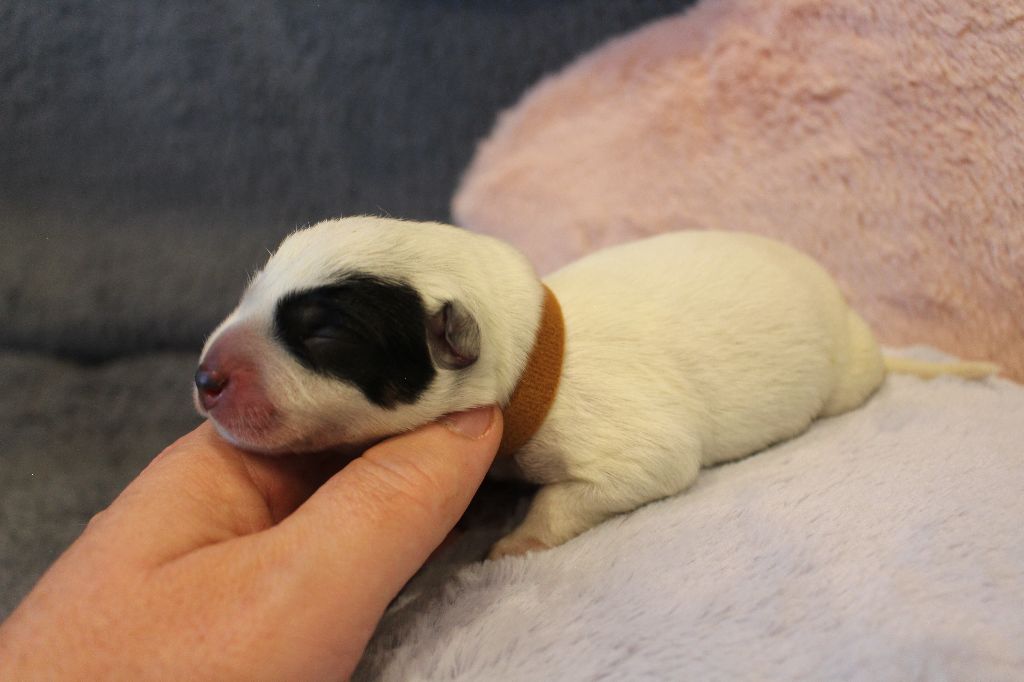 Du Second Souffle - Chiots disponibles - Bouvier australien