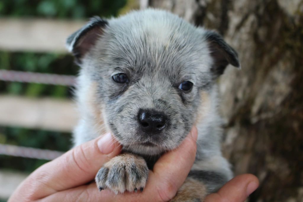 Du Second Souffle - Chiots disponibles - Bouvier australien