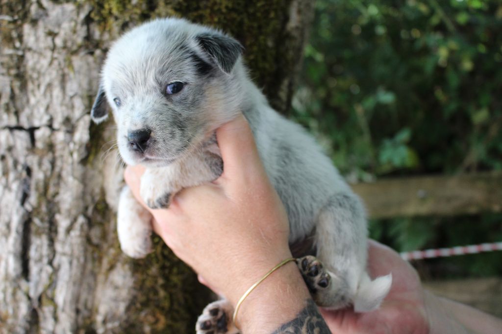 Du Second Souffle - Chiots disponibles - Bouvier australien