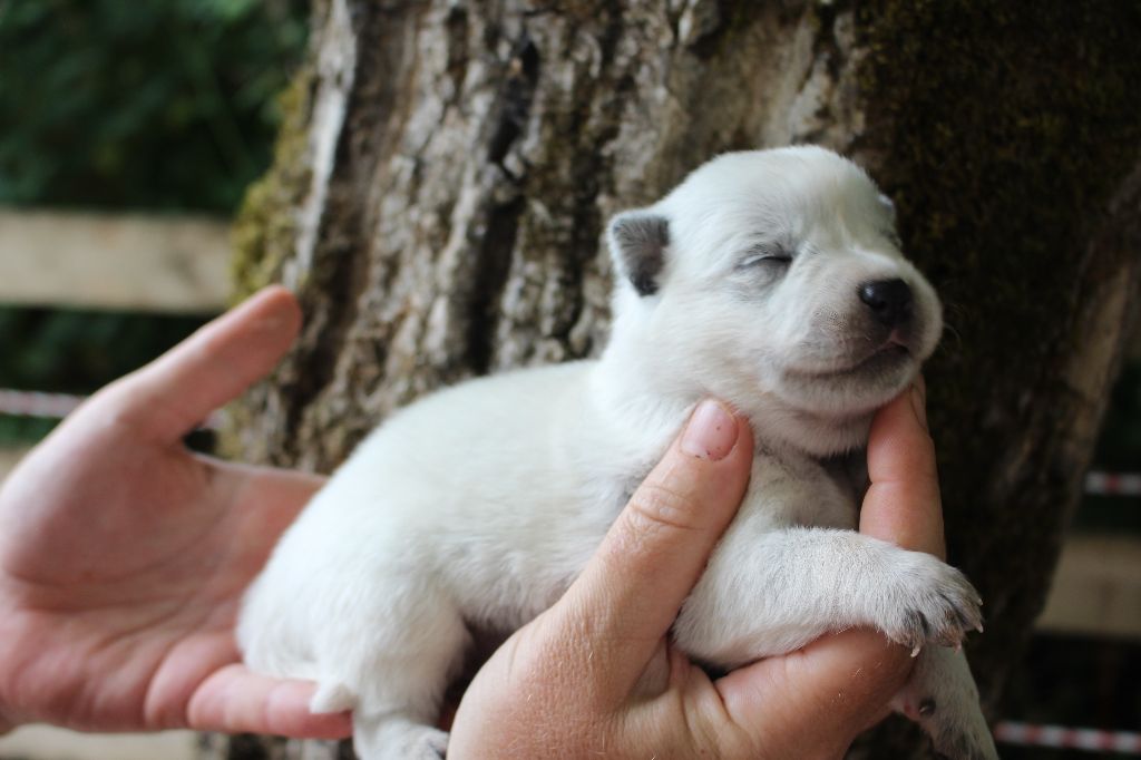Du Second Souffle - Chiots disponibles - Bouvier australien
