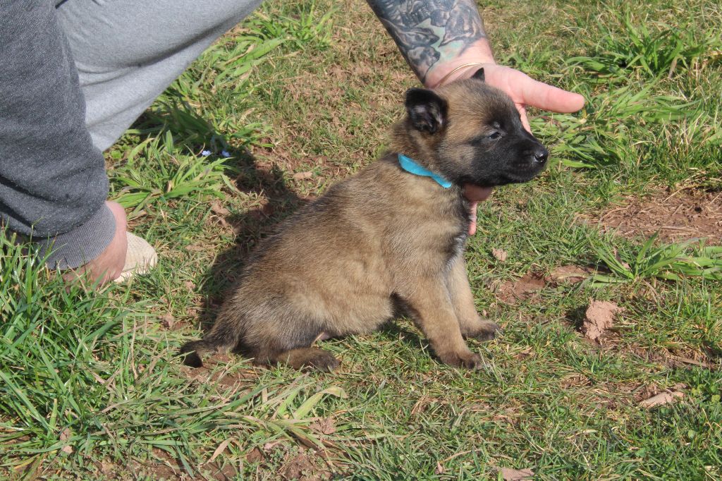 Du Second Souffle - Chiots disponibles - Berger Belge