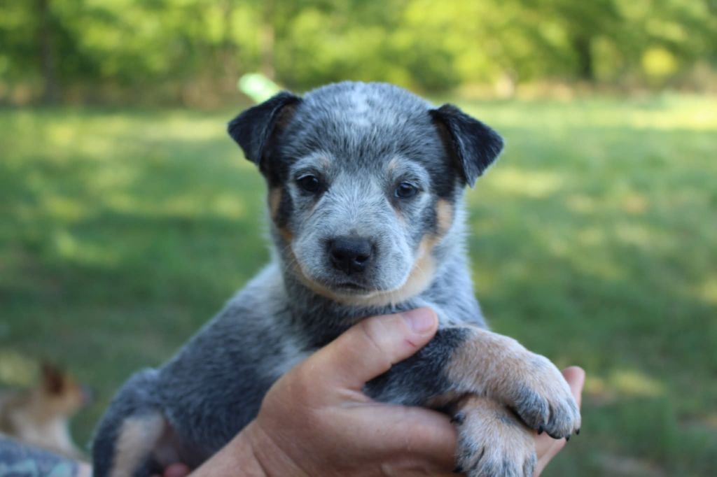 Du Second Souffle - Chiots disponibles - Bouvier australien