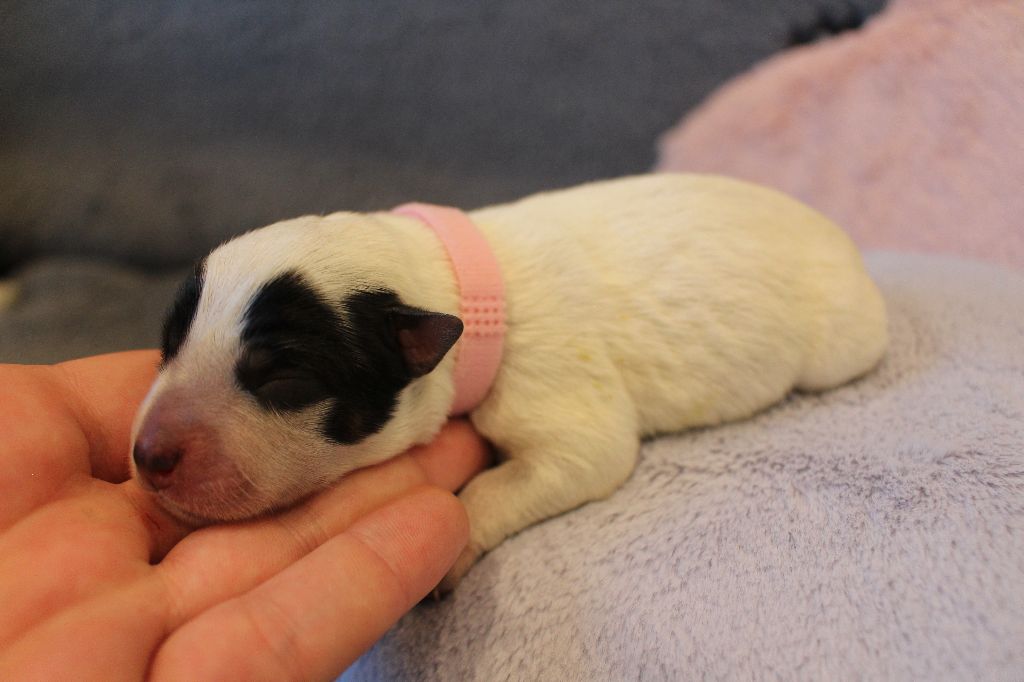 Du Second Souffle - Chiots disponibles - Bouvier australien